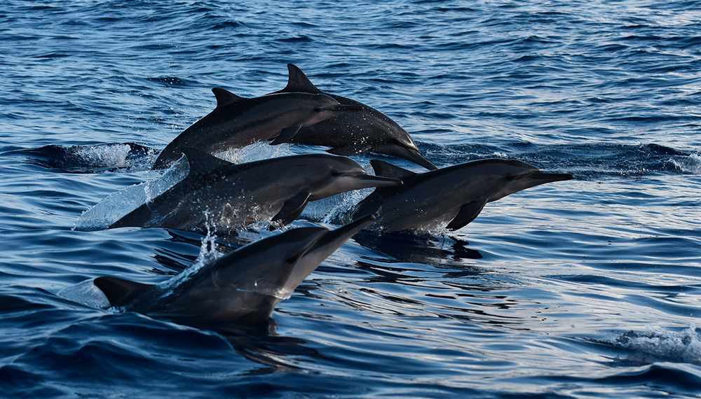 Dolphin Watch