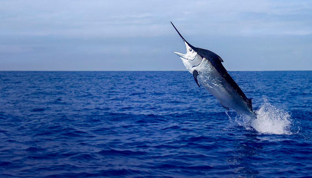 Deep Sea Fishing