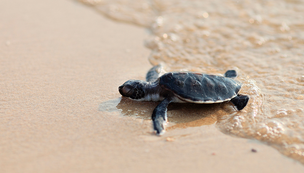 Baby Turtle Release